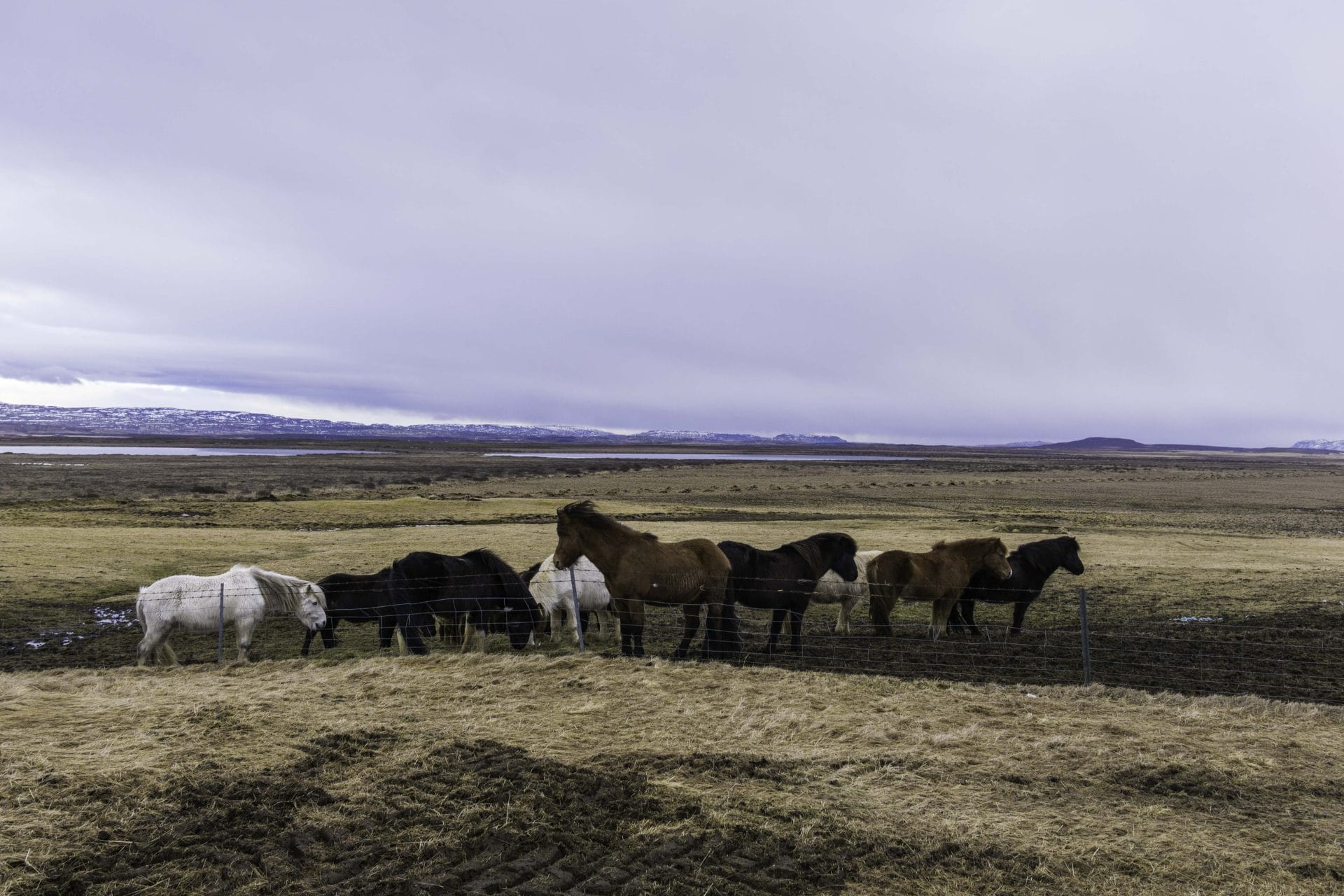 Photo of a group of icelandic horses