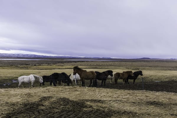 Photo of a group of icelandic horses