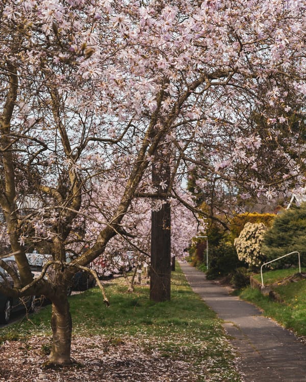 Photo: Cherry blossom in Seattle