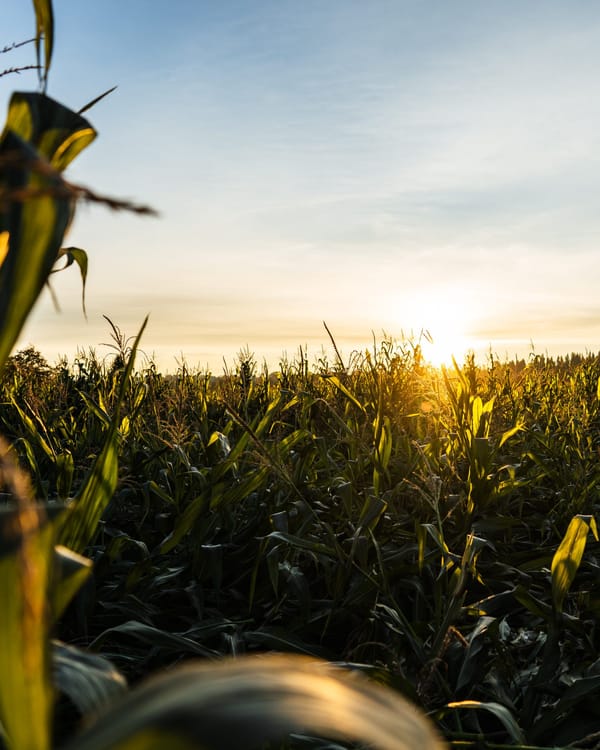 An image showing the sunset over a corn field