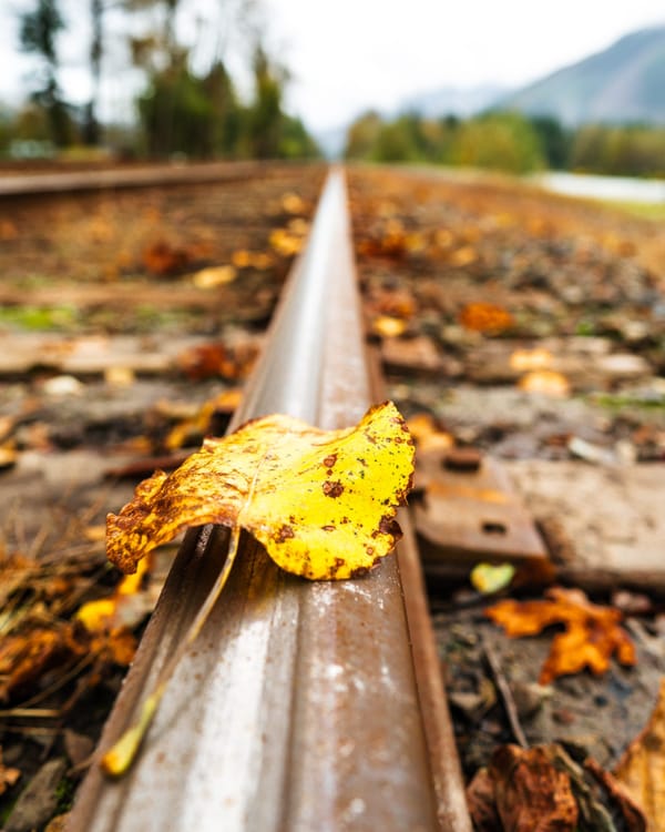 Fall leaves on train tracks