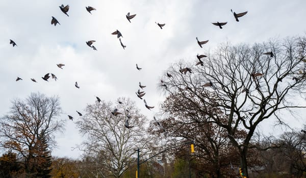 Birds flying in Central Park - 2022